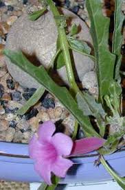 Image result for Pterodiscus