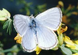 Image result for Xylopia lukei