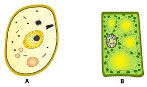 Is it a plant cell or an animal cell give a reason to support your answer. Given Below Are The Sketches Of Two Types Of Cells Class 11 Biology Cbse