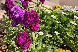 How To Grow And Care For Stock Flowers Matthiola Incana