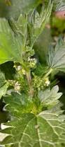 Image result for Urtica urens