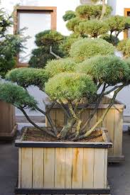 Elles ne tolèrent pas les grands froids et vous devriez les déplacer à l'intérieur de votre. Resultat De Recherche D Images Pour Grand Arbre En Pot Arbres En Pots Arbre Jardins