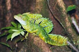 Plumed Basilisk Reptiles And Amphibians Pet Birds Amphibians