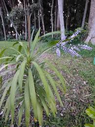 Image result for Cordyline stricta