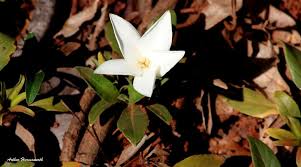 Image result for Leptactina