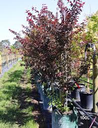 Image result for Prunus × blireana