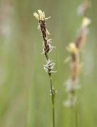 Image result for Carex runssoroensis