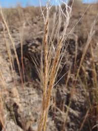 Image result for Trachypogon