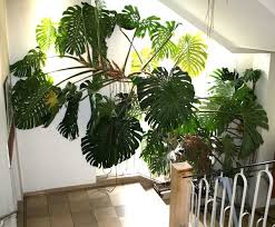 Img 6339 Monstera Deliciosa Jpg 600 496 Plants Indoor Plants Foliage Plants