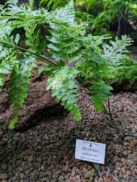 Image result for Microlepia speluncae