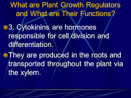 We did not find results for: Plant Biology And Production Unit 3 Seed Germination Growth And Development Ppt Download