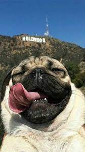 Celular Wallpaper Tumblr Pug Wallpaper Cute Dog Wallpaper Dog Lockscreen
