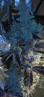 The strain is indica dominant, with the indica to sativa ratio . Chem D Cookies Por Connoisseur Genetics De Seed City