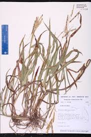 Image result for Duosperma fimbriatum