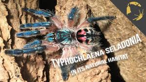 Pictures posted by amdesperate 4 months ago. Typhochlaena Seladonia Brazilian Jewel My Monsters