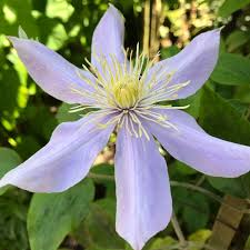 Check spelling or type a new query. Clematis Scented Clem Sugar Sweet Blue Clematis Scented Clem Sugar Sweet Blue Uploaded By Aimeelouise
