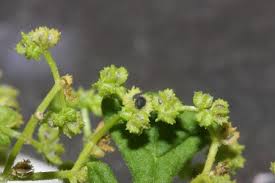 Image result for Dysphania schraderiana