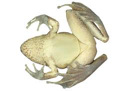 Image result for Strabomantis necerus