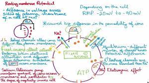 Resting Membrane Potential Easy And Simple Explanation Dental Hygiene School Biology Notes Mcat Study