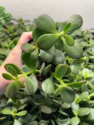 Image result for Crassula zombensis