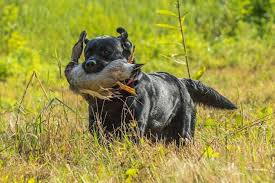 My name is stephanie wolfinger and i have had labrador retrievers for over 15 years. Akc Breeder Spotlight Jill Digesare Of Wiscoy Labrador Retrievers