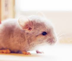 According to time, duke health confirmed the test results. Top 10 Things To Know About Chinchillas