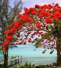 Irina A On Twitter Flowering Trees Beautiful Nature Royal Poinciana