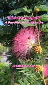Image result for Calliandra surinamensis