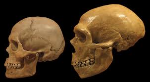 Maybe you would like to learn more about one of these? Exploring Blood Types Of Neanderthal And Denisovan Individuals