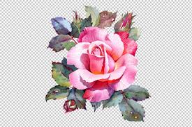 Selecione entre imagens premium de rose illustration botanical da mais elevada qualidade. Rose Flower Botanical Illustration By Samiradragonfly Thehungryjpeg Com