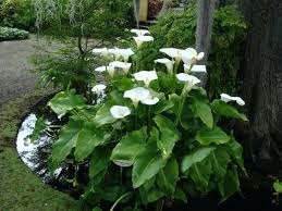 Image Result For Calla Lilies Garden Flower Garden Design Calla Lily Flowers Garden Design Plans