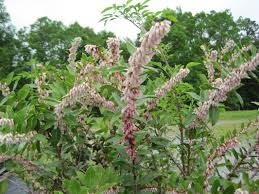 Image result for Teedia lucida