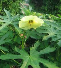 Image result for Abelmoschus