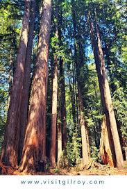 Gilroy is a city in northern california's santa clara county, south of morgan hill and north of san benito county. Physical Distancing In Gilroy An Outdoor Lovers Guide In And Around Gilroy California Visit Gilroy