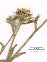 Image result for Centaurea melitensis
