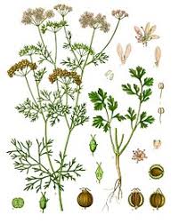 If you can, buy fresh organic leaves instead of the dried herb, as they are superior in flavor. Coriander Wikipedia