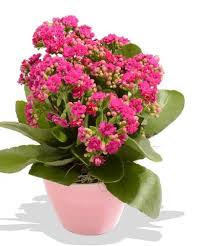Kalanchoe Plant