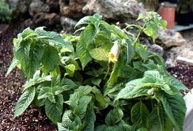 Image result for Centrostigma