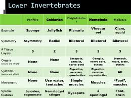 Invertebrate Review Chart