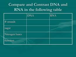 Ppt Dna Rna And Protein Synthesis Powerpoint Presentation
