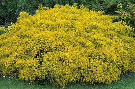 We did not find results for: 10 Best Shrubs With Yellow Flowers