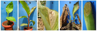 Image result for Bothriocline ugandensis