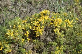 Image result for Ulex