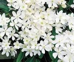 Clematis armandii grants us with beautiful evergreen leafage and magnificent white blooms. Clematis Armandii Snowdrift Clematis Armandii Snowdrift Mygarden Org