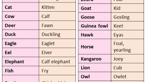 Download list of animals and their homes pdf. 100 Animals And Their Babies Names Animals And Their Young Ones Lessons For English