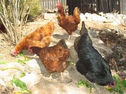 Have you thought about raising backyard chickens for your family? Taosenos Talk Tips For Raising Backyard Chickens La Vida Taosnews Com