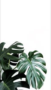 Monstera Monsteradeliciosa Plants Pflanzen Zimmerpflanzen Urban Jungle Greenery Grun Ho In 2020 Plant Wallpaper Leaves Wallpaper Iphone Plant Aesthetic