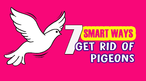 The simplest option is to use dummies and scarecrows. 7 Smart Ways To Get Rid Of Pigeons Youtube