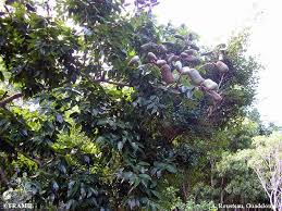 Image result for Hymenaea courbaril
