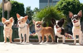 Find a chihuahua puppies on gumtree, the #1 site for dogs & puppies for sale classifieds ads in the uk. Texas Chihuahua Rescue Helping Small Dogs Live Big Dreams